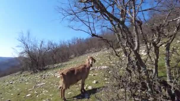 Wild Mountain Goat Natural Park — Video Stock