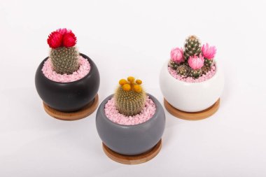 Çiçekli kaktüslü küçük dekoratif kaplar. Lezzetli bitkiler, seramik yuvarlak tencereli ev bitkileri. Kaktüs sever.