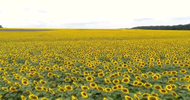 Drone Video Van Zonnebloemenveld Landbouw Luchtfoto Van Zonnebloemen — Stockvideo