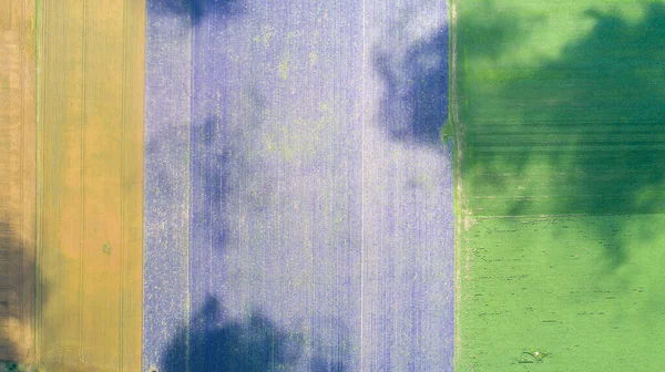 農業の様々な種類のフィールドのトップダウンビュー 美しいラベンダー畑 — ストック写真
