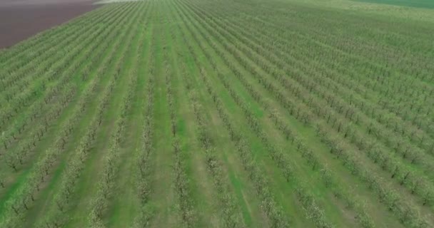Letecký Pohled Plantáž Jablek Létání Nad Jabloněmi — Stock video