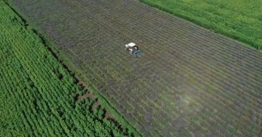 Hava görüntüsü, traktör lavanta tarlasında çalışıyor..