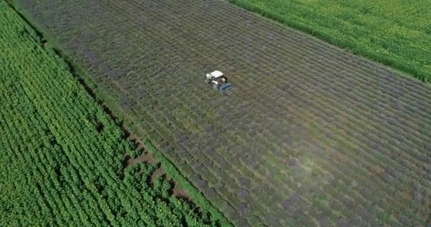 Flygfoto Traktor Som Arbetar Ett Lavendelfält — Stockvideo