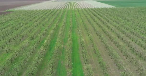 농장을 공중에서 것이다 과일나무 — 비디오