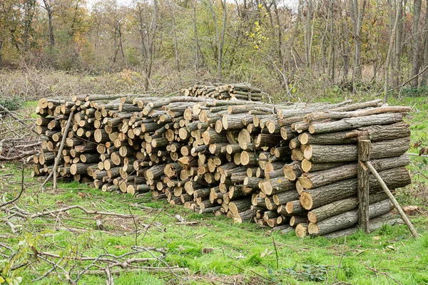 Stos Suszonego Drewna Opałowego Drewna Brzozowego Kupa Ściętych Sosen Wyciętych — Zdjęcie stockowe