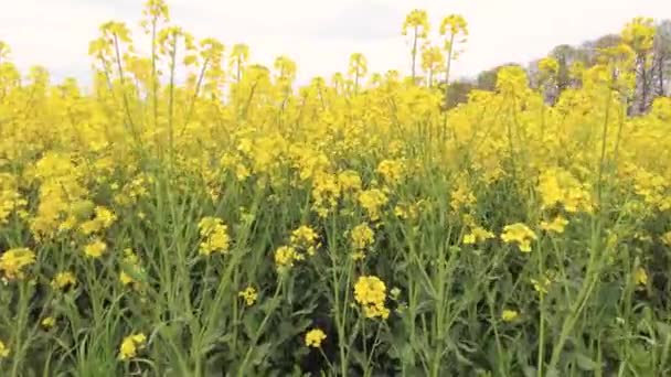 Campo Canola Amarillo Campo Plantación Colza Colza Cultivada — Vídeo de stock