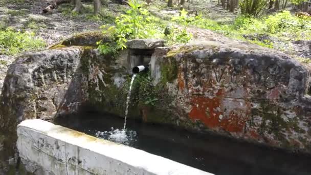 Pramen Pramene Vody Lese Přírodní Pramenitá Voda Venku — Stock video