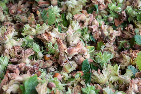 収穫後の多くの生のヘーゼルナッツ 有機ナッツ農場のヘーゼルナッツ ヘーゼルナッツを乾かす — ストック写真