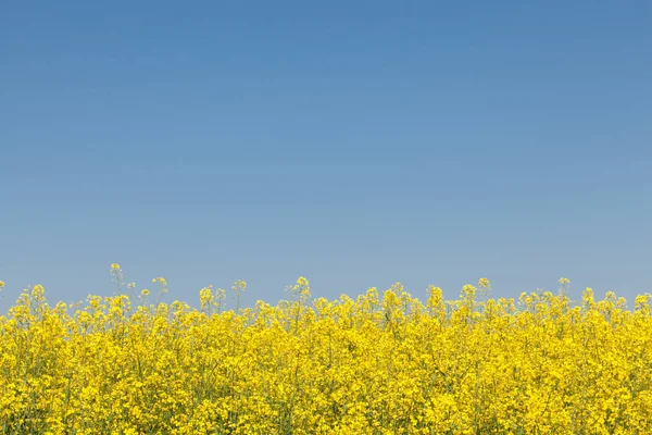 Żółto Niebieskie Tło Krajobraz Pola Rzepakowego Naturalne Tło Sprężyny — Zdjęcie stockowe