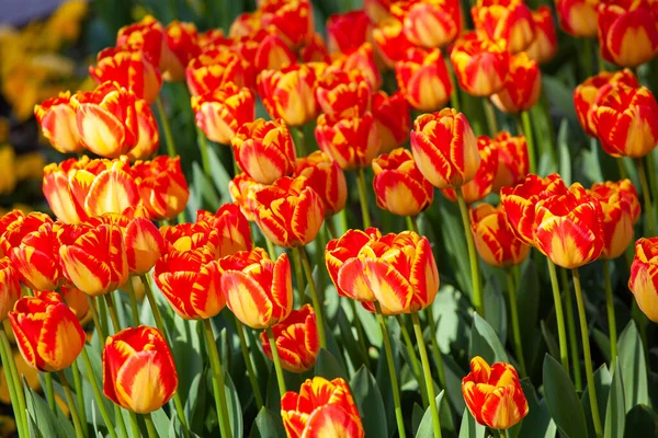 Belles Tulipes Dans Parc Concept Printemps — Photo