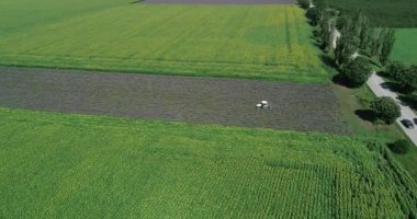 Hava manzarası, lavanta tarlasında çalışan traktör. Lavanta hasadı