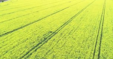 Sarı kanola tarlasının havadan görünüşü. Kolza tarlası ekili kanola tarlası