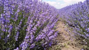 Lavanta tarlasında yürüyorum. Kamera güzel açan lavanta çiçeklerinde hareket ediyor.