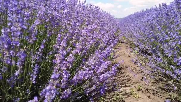 Lavanta Tarlasında Yürüyorum Kamera Güzel Açan Lavanta Çiçeklerinde Hareket Ediyor — Stok video