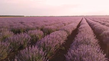 Mor Lavanta Tarlası Çiçekleri Güzel Tarım. Lavanta tarlası