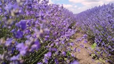 Lavanta tarlasında yürüyorum. Kamera güzel açan lavanta çiçeklerinde hareket ediyor.