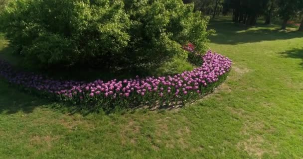 Mooie Tulpen Het Park Voorjaarsconcept — Stockvideo
