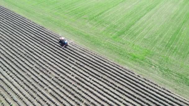 Vue Aérienne Champ Lavande Pulvérisation Tracteur Printemps — Video