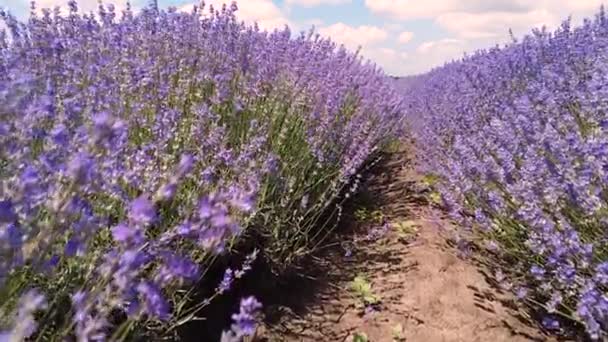 Lavanta Tarlasında Yürüyorum Kamera Güzel Açan Lavanta Çiçeklerinde Hareket Ediyor — Stok video