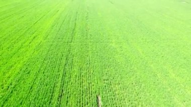 Güzel buğday tarlalarının üzerinde uçuyorlar. Yeşil alan. Buğday tarlası manzarası.