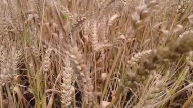Buğday tarlası. Buğday kulakları yakında. Altın kulaklar rüzgarda sallanıyor.