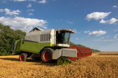 Modern birleşim, hasat, buğday tarlasında hasat, bulutlu gökyüzü