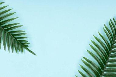 Mavi arkaplanda tropik yeşil palmiye yaprakları