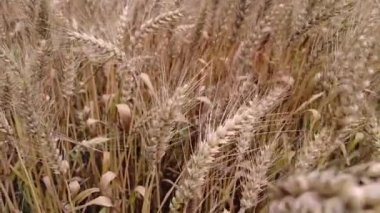 Buğday tarlası. Buğday kulakları yakında. Altın kulaklar rüzgarda sallanıyor.
