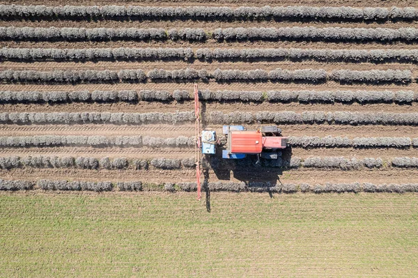 春にラベンダー畑を噴霧トラクターの空中トップダウンビュー — ストック写真