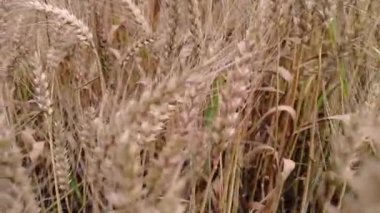 Buğday tarlası. Buğday kulakları yakında. Altın kulaklar rüzgarda sallanıyor.