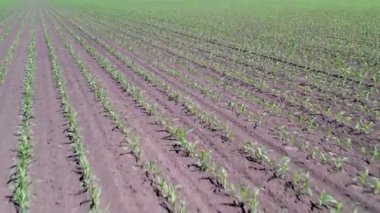 Genç mısırlı hava manzarası, tarım bitkisi tarlası. Taze mısır tarlası. Çiftlik mısır tarlasının üst görüntüsü. Tarım kavramı.