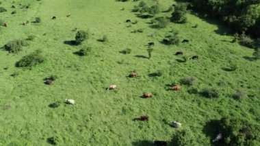 Otlakta otlayan ineklerin hava manzarası. 