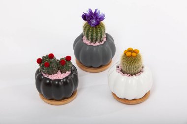 Çiçekli kaktüslü küçük dekoratif kaplar. Lezzetli bitkiler, seramik yuvarlak tencereli ev bitkileri. Kaktüs sever.