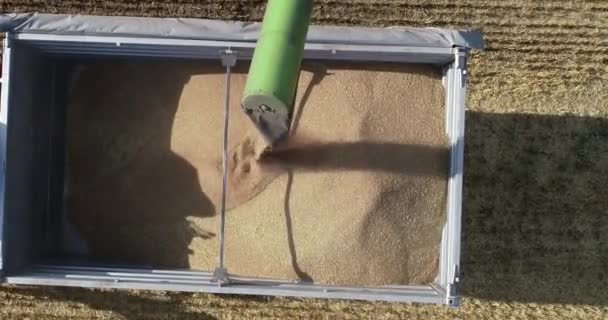 Shora Dolů Pohled Kombinovat Sklizeň Vykládku Pšeničných Zrn Tahače Přívěsu — Stock video