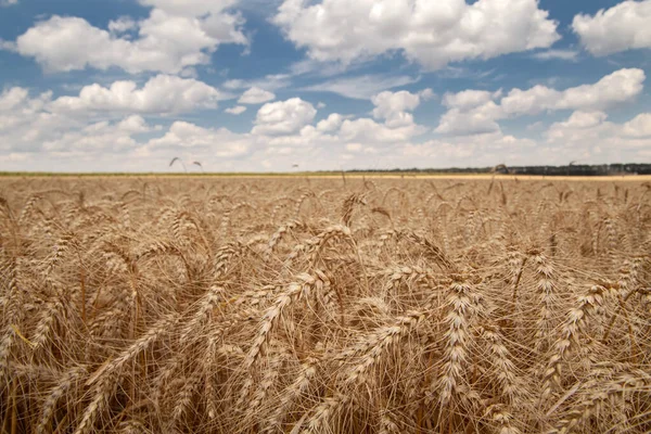 Close Grain Field Cloudy Sky — Stock Photo, Image