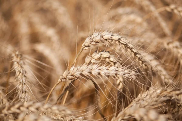 Close Yellow Grain Ready Harvest — Stock Photo, Image