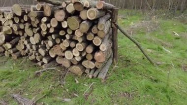Huş ağacından bir yığın kuru odun. Ağaç kesme sanayisi tarafından devrilmiş çam ağaçları yığını..