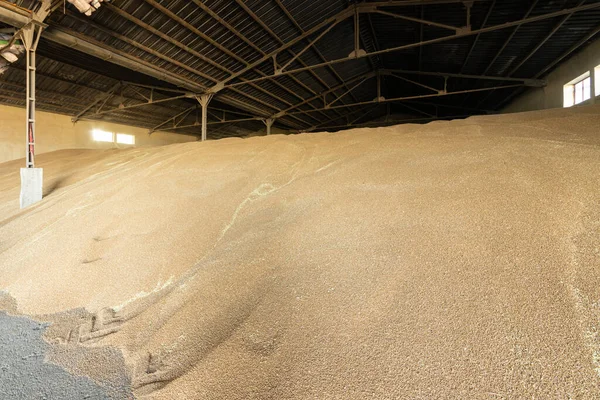 Large warehouse for grain storage. Pile of heaps of wheat grains at mill storage