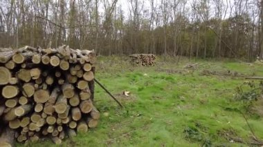 Huş ağacından bir yığın kuru odun. Ağaç kesme sanayisi tarafından devrilmiş çam ağaçları yığını..