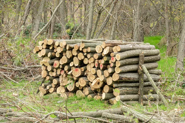 Montón Leña Seca Madera Abedul Montón Pinos Talados Por Industria — Foto de Stock