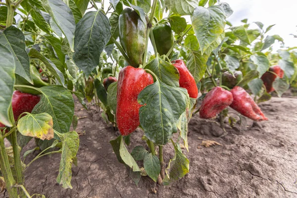 Red Organic Peppers Growing Garden — Stock Photo, Image