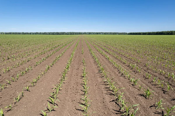 Young Corn Agriculture Plant Field Fresh Corn Field Farm Cornfield Royalty Free Stock Images