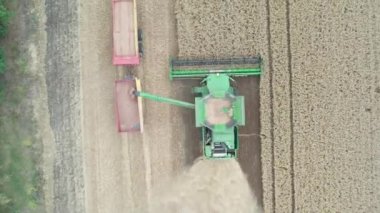 Havadan aşağı görüş, hasat ve buğday tanelerini traktör römorkuna yükleme.