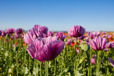 Mor gelincikler. Yeşil tomurcuklar yakın plan. Mavi gökyüzüne karşı.