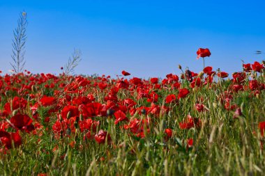 Haşhaş tarlası. Kırmızı gelincikler. Yeşil tomurcuklar. Mavi gökyüzüne karşı.