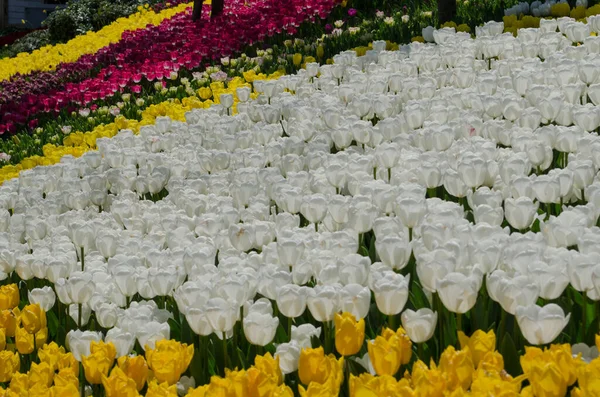 Tulipanes Rojos Blancos Parque — Foto de Stock