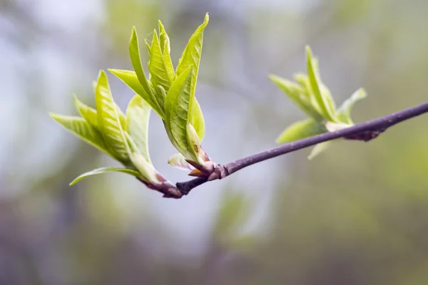 Genç ıhlamur ağacı