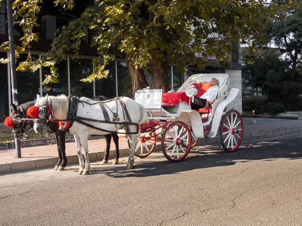 SUNNY BEACH, BULGARIA - 12 Eylül 2021: İki beyaz at tarafından çekilen beyaz at arabası.