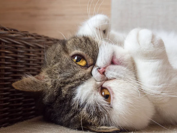 Vista de cerca de los gatitos exóticos lindos de taquigrafía que yacen en el sofá durante el día. Copiar espacio. — Foto de Stock