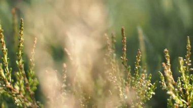 Çayırdaki vahşi fundaya yakın viet.